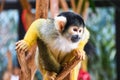 Small young black head squirrel monkey on a tree brunch inside a zoo Royalty Free Stock Photo