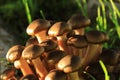 Small young brown autumn mushrooms in sunlight