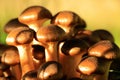 Small young brown autumn mushrooms in sunlight