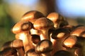 Small young brown autumn mushrooms in sunlight