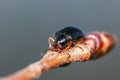 Small young bug on the plant