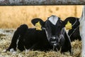 Small young calf lies in the farming barn. Industrial agricultural dairy farm. Royalty Free Stock Photo