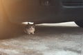 Small young cat under hiding under car, danger concept Royalty Free Stock Photo