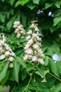 Small young chestnuts on a branch surrounded by green leaves in clear weather Royalty Free Stock Photo