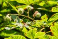 Small young chestnuts on a branch surrounded by green leaves in clear weather Royalty Free Stock Photo