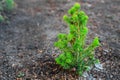 Small young Christmas tree grows out of ground. Fir seedling in forest. Background Royalty Free Stock Photo