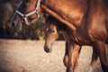 A colt hides behind his mother while walking