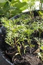 Small young cuttings and annual flowers and vegetables in flower pots. Concept of gardening. Selective focus, copy space