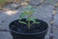 Small young cuttings and annual flowers and vegetables in flower pots. Concept of gardening. Selective focus, copy space