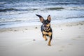 Small young dog near water sea Royalty Free Stock Photo