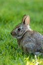 Small young Eastern Cottontail Rabbit in green grass with soft dappled sunlight Royalty Free Stock Photo