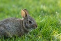 Small young Eastern Cottontail Rabbit in green grass with soft dappled sunlight Royalty Free Stock Photo