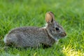 Small young Eastern Cottontail Rabbit in green grass with soft dappled sunlight Royalty Free Stock Photo