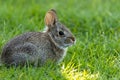 Small young Eastern Cottontail Rabbit in green grass with soft dappled sunlight Royalty Free Stock Photo