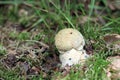 A small, young edible mushroom Gyroporus cyanescens grows in the forest. Also known as Bluing bolete, Cornflower bolete.