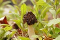 A small, young edible mushroom Morchella semilibera, commonly called the half-free morel.