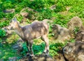 Small young european horned baby chamois mountain goat standing on a rock portrait close up Royalty Free Stock Photo