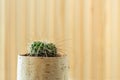 Small young in flower pot of birchbark on light striped wooden background.