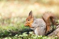 Red squirrel sits in the grass Royalty Free Stock Photo