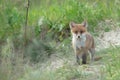 Small , young fox stands and watches