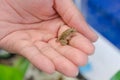 Small young frog in hands of a person