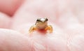 Small young frog in hands of a person during summer