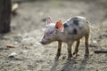 Small young funny dirty pink and black pig piglet standing outdoors on sunny farmyard. Sow farming, natural food production Royalty Free Stock Photo