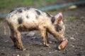 Small young funny dirty pink and black pig piglet standing outdoors on sunny farmyard. Sow farming, natural food production Royalty Free Stock Photo