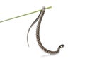 Small and young Grass snake hanging to a grass stick, Natrix natrix, Isolated on white Royalty Free Stock Photo