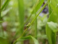 A small young green grasshopper sits on a blade of grass on a sunny spring day in a clearing in the forest. Fresh greenery in the Royalty Free Stock Photo