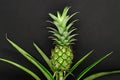 Small and young green growing pineapple on black matt background Royalty Free Stock Photo