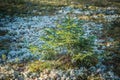 Small young green spruce in the early spring wood. Close up Royalty Free Stock Photo