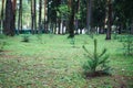 Small young green spruce pine tree plant needle stump forest woods moss background Royalty Free Stock Photo