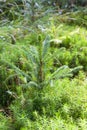 Small young green spruce pine tree plant needle stump forest woods moss. A fir tree grows for Christmas. Royalty Free Stock Photo