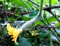 Small young growing cucumber with yellow beautiful flower Royalty Free Stock Photo