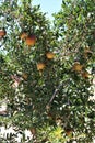 Pomegranate, Punica granatum, fruit bearing deciduous shrub or small tree located in Queen Creek, Arizona, United States