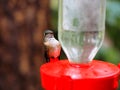 A Small Young Hummingbird Looking at Me