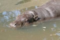Small young hyppopotamus Royalty Free Stock Photo
