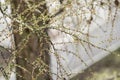 Small young leaves on a larch tree Royalty Free Stock Photo