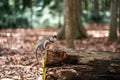 A small young macaque monkey climbs up a fallen tree trunk. Side view. Monkey forest, Bali, Indonesia