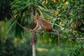 Small young macaque monkey sits alone on a branch of a tree in the jungle on the background of banana tree. Side photo Royalty Free Stock Photo