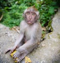Small young monkey Royalty Free Stock Photo