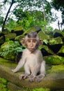 Small young monkey Royalty Free Stock Photo