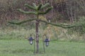 Small young Monkey puzzel tree