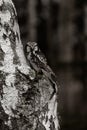 Young northern hawk-owl on birch