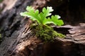 Small young oak tree growing in the forest close up Royalty Free Stock Photo