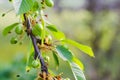 Small young ovaries of cherries. The concept of gardening, DIY, growing fruit, non-GMO, naturalness and usefulness Royalty Free Stock Photo