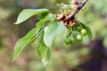 Small young ovaries of cherries. The concept of gardening, DIY, growing fruit, non-GMO, naturalness and usefulness Royalty Free Stock Photo