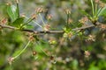 Small young ovaries of cherries. The concept of gardening, DIY, growing fruit, non-GMO, naturalness and usefulness Royalty Free Stock Photo