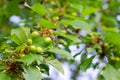 Small young ovaries of cherries. The concept of gardening, DIY, growing fruit, non-GMO, naturalness and usefulness Royalty Free Stock Photo